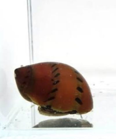Caracol Red Onion (Neritina semiconica) — Med