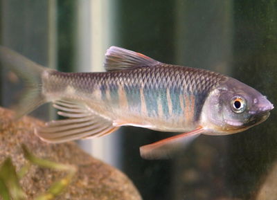 Pez Dragón Japonés (Zacco platypus) 7 cm