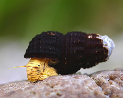 Caracol Rabit Mini Yellow (Tylomenalia) — 3 cm