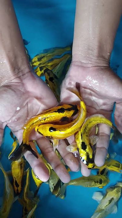 Koi Banana (Cyprinus carpio) 15 cm