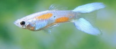 Lebiste Neón Lyretail Macho Gde