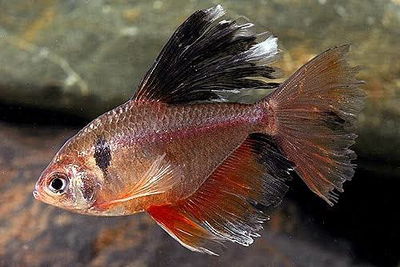 Tetra Serpae Velifero (Hyphessobrycon eques) Gde