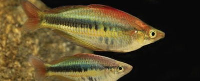 Arcoíris Alleni Super (Chilaterina alleni "Wapoga") 6 cm