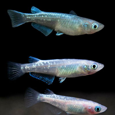 Oryzias Surtidas Orange, Black, Grey (Oryzias latipes) Gde