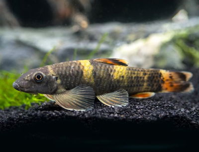 Garra Panda (Garra flavatra) 2.5-3 cm