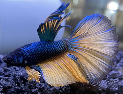Betta mustard delta macho Med