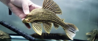 L27 Panake Ambrusteri Goldline (Panake ambrustri) — 12-15 cm