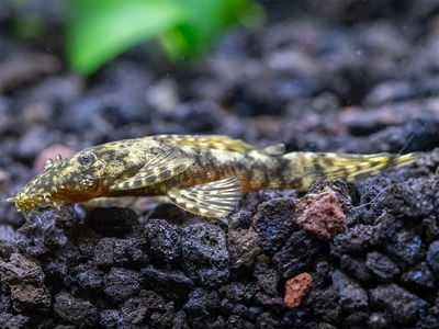 Ancistrus Yellow Spots (Ancistrus sp.) — 8-10 cm