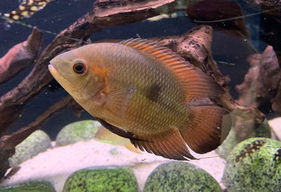 Cíclido Chocolate (Hypselacara temporalis) — 6-7 cm