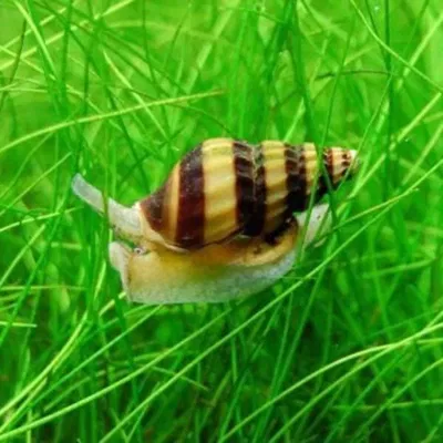 Caracol Asesino (Anentome helena) — Med