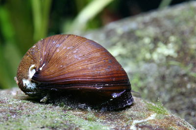 Caracol Papua Neritina (Nerrittina sp.) — Med