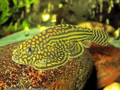 Sewelia Gold Ring (Sewellia lineolata) 4 cm