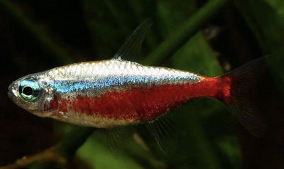 Tetra Cardenal Platino Red (Paracheirodon axelrodi var.) Med+