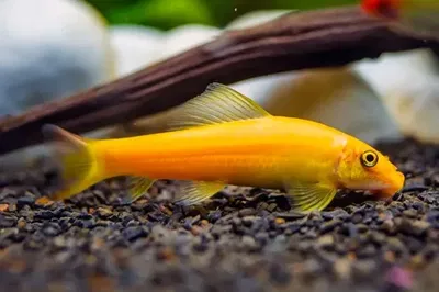 Come Algas Gold (Gyrinocheilus aymonieri) 4-5 cm