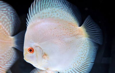 Discus white snake 7cm