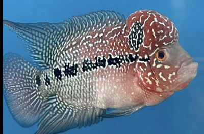 Flower Horn Metalic kamfa dragon – 10cm