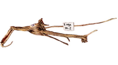 Raiz Roja Modelo M-2