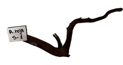 Raiz Roja Modelo S-1