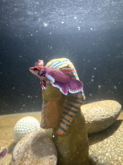 Betta Hembra Dumbo Lavender