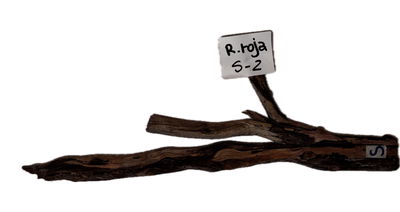 Raiz Roja Modelo S-2