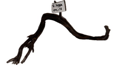 Raiz Roja Modelo M-4