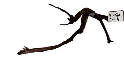 Raiz Roja Modelo S-4