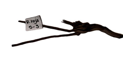 Raiz Roja Modelo S-3