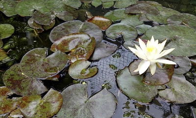 Nenúfar Spotted para Acuarios/Estanques