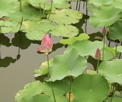 Loto para Acuarios/Estanques 