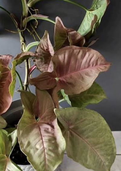 Syngonio Rosado Acuarios/Estanques 