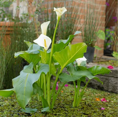 Lirio Blanco para Acuario/Estanque