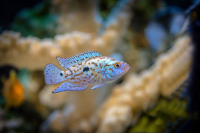 Electric Blue Dempsey (Rocio octofasciata) 3.5-4cm