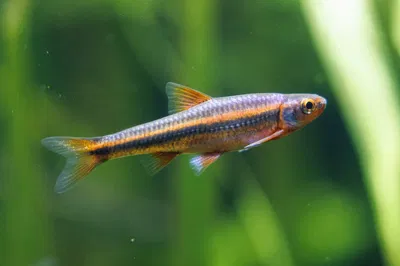 Rainbow Shiner (Notropsis chrossomus) 4cm
