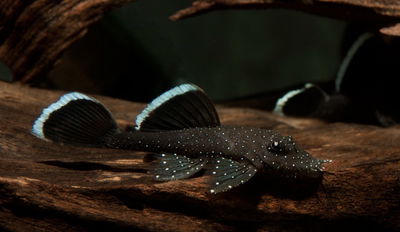 Ancistrus Puntos Blancos L 183 (Ancistrus dolichopterus) 5-6 cm