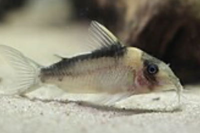 Corydoras Imitator Orange – 4 cm
