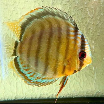 Discus Green Tefe Solid Show - 14cm