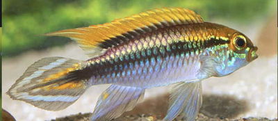 Apistogramma Flamenco (Apistogramma cf agassizi) — Gde