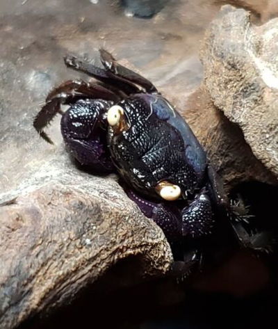 Cangrejo Black (Geosesarma species) — Med