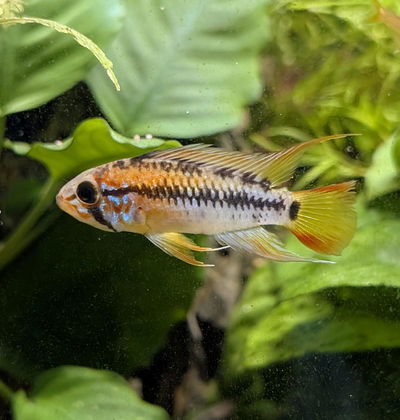 Apistogramma Viejita Red Casal MED