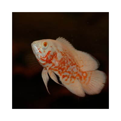 Astronotus Red Snakeskin albino