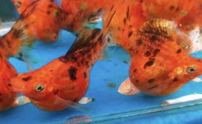 Molly red leopard balon - 3cm