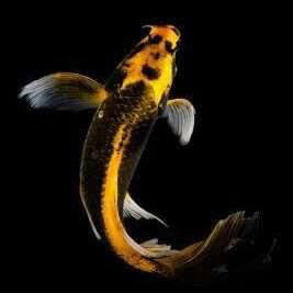 Koi Kabuto Longfin 13-15cm