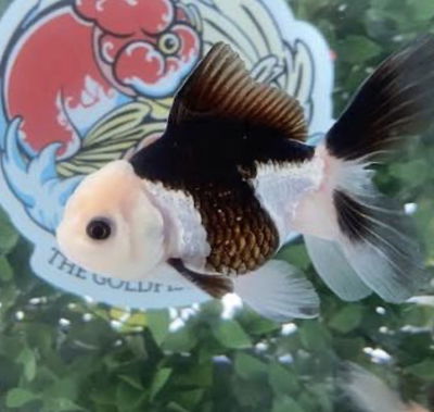 Goldfish Panda 8-10 cm