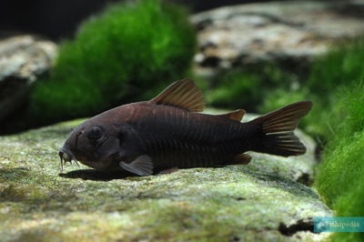 Corydoras Aneus Full Black – 3 cm