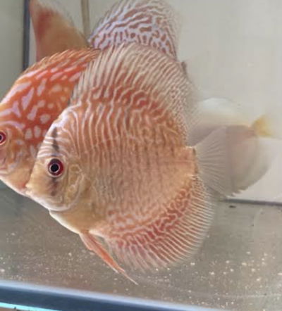 Discus Nhamunda Red/Semiroyal Red 10cm