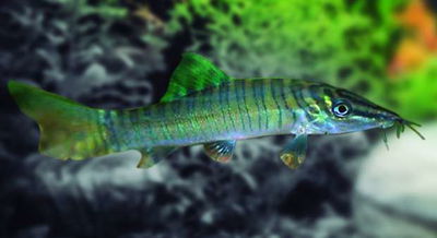 Garra arcoiris (Garra flavatra) 2.5cm