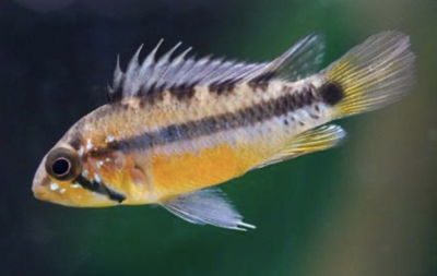 Apistogramma Sunset Casal — 5cm