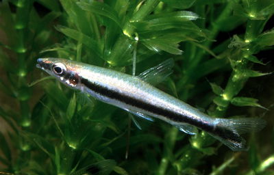 Nannostomus Lapiz Unifasciatus - Gde