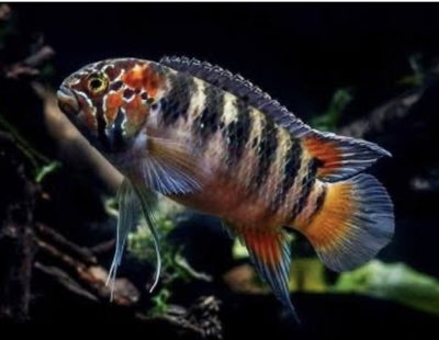 Nanacara Adoketa 7cm