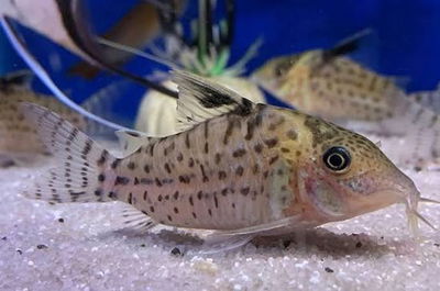 Corydoras Ambiacus - 4cm